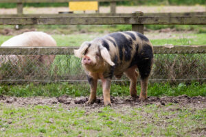 Porc de Bayeux