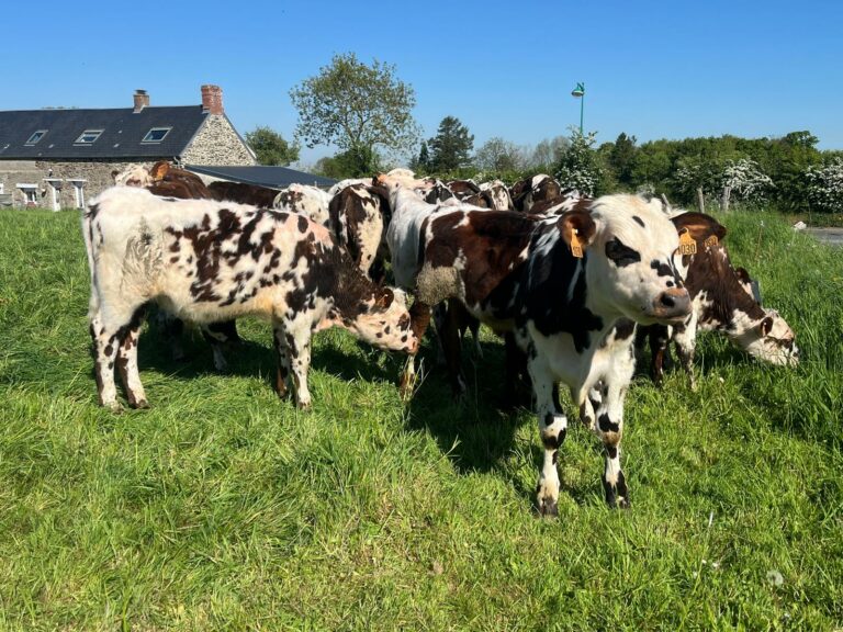 Les vaches Normandes